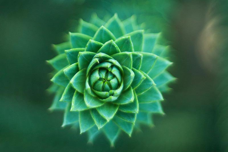 Succulent