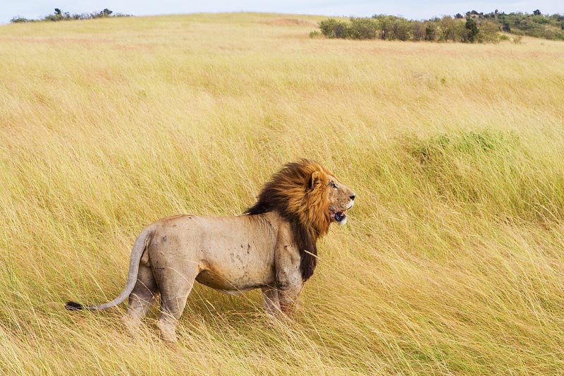 Lion 2