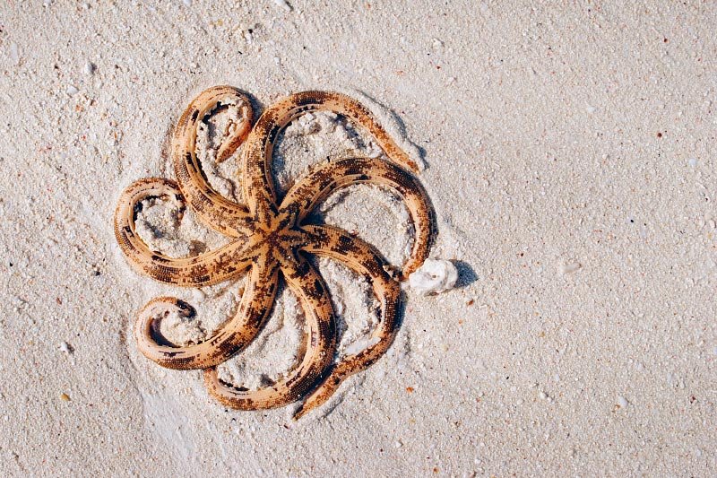 Starfish
